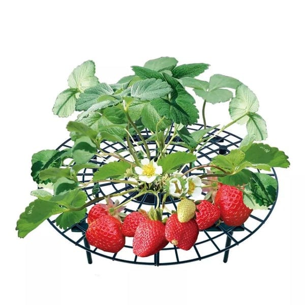 1+2 FREE | GrowBerry - Strawberry growing frame - Image 4