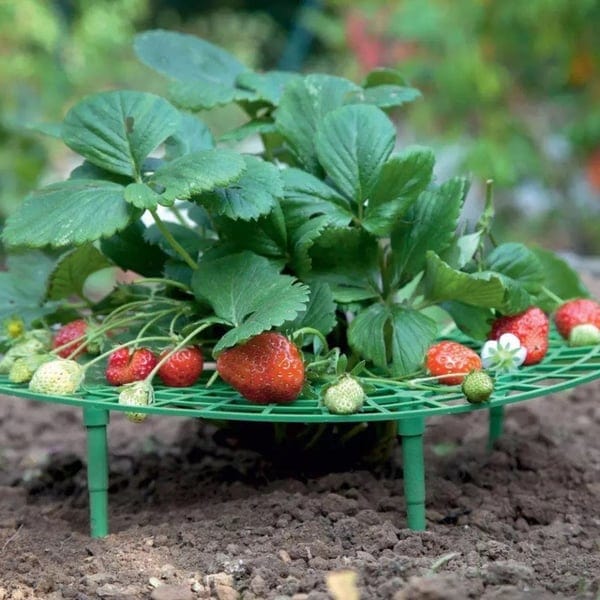 1+2 FREE | GrowBerry - Strawberry growing frame - Image 5