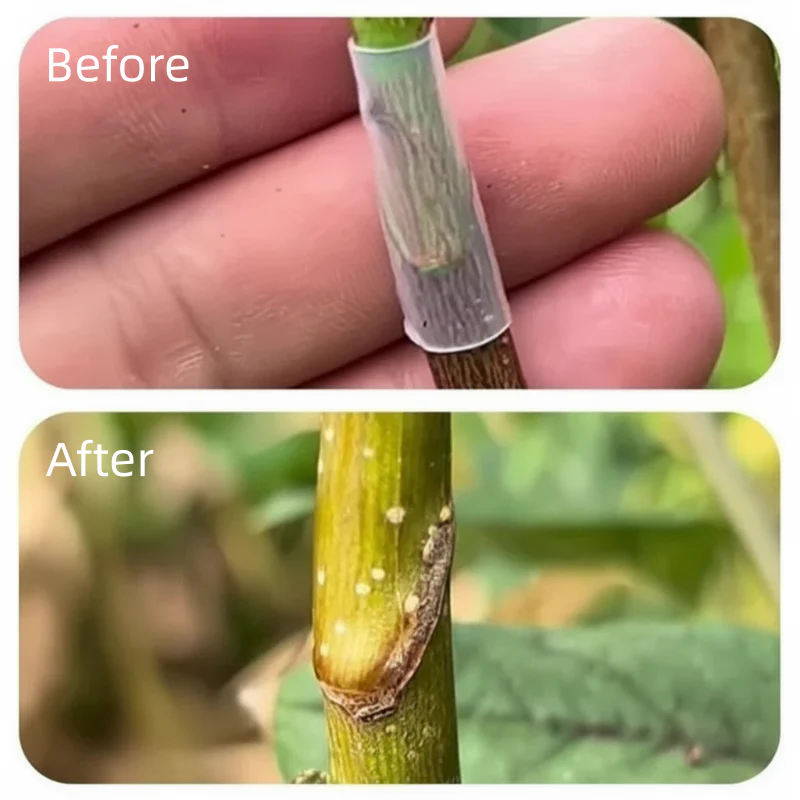 GraftGuard – Secure, Fast-Healing Grafting Covers for Larger Harvests - Image 3