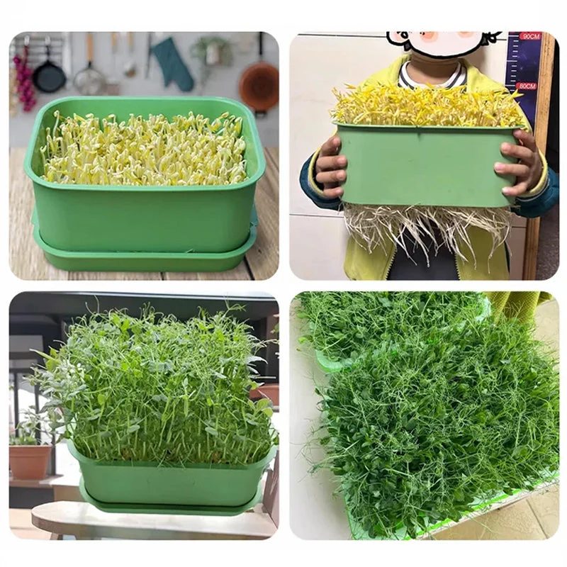 1+1 FREE | GreenBox – Fresh sprouts grown by yourself every day - Image 3