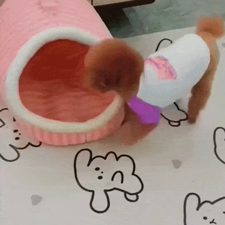 PawCave – Keeps Your Pet Warm, Safe, and Quiet All Winter - Image 3