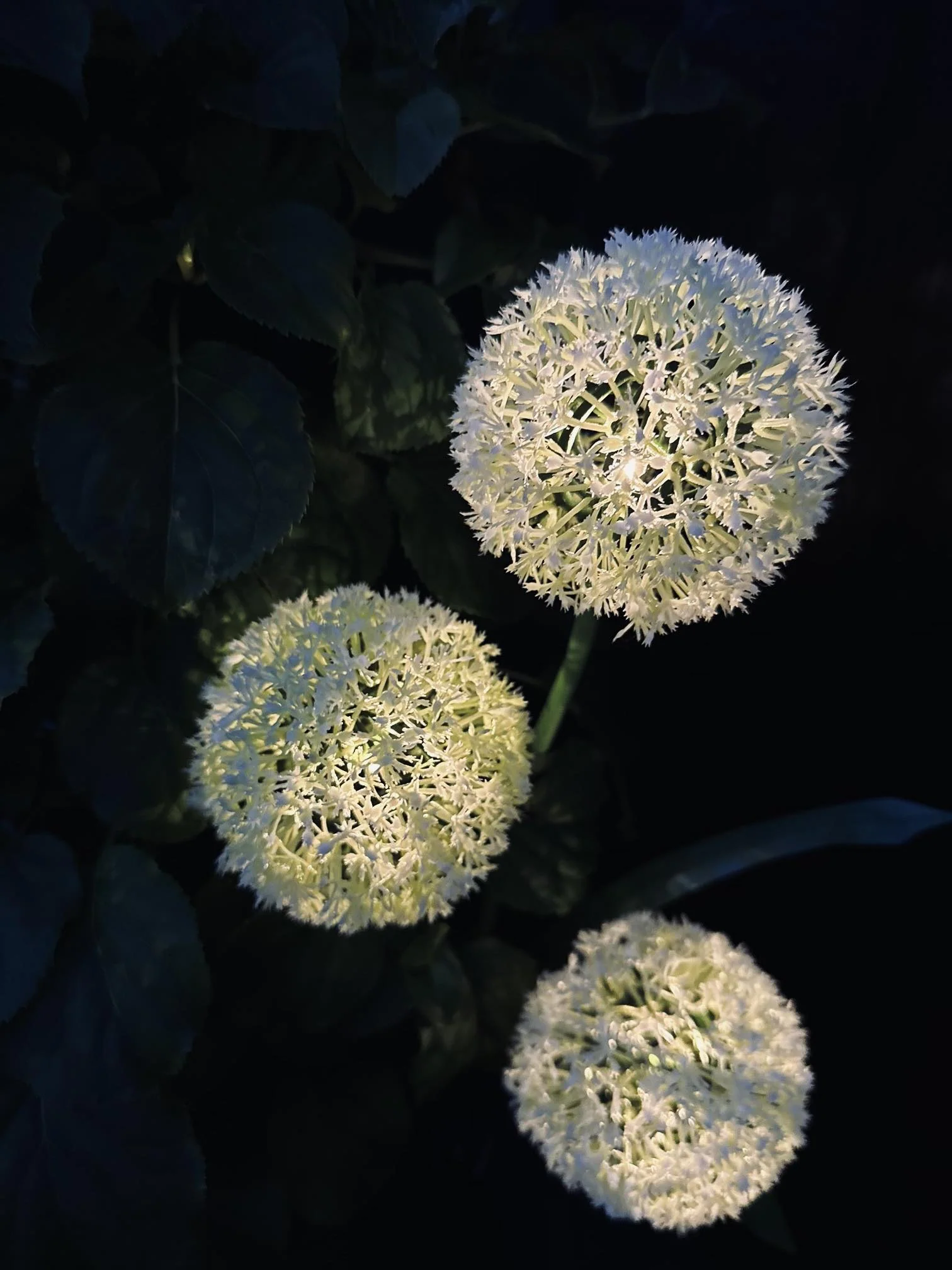 SolarBloom - Magical light for your garden - Image 3