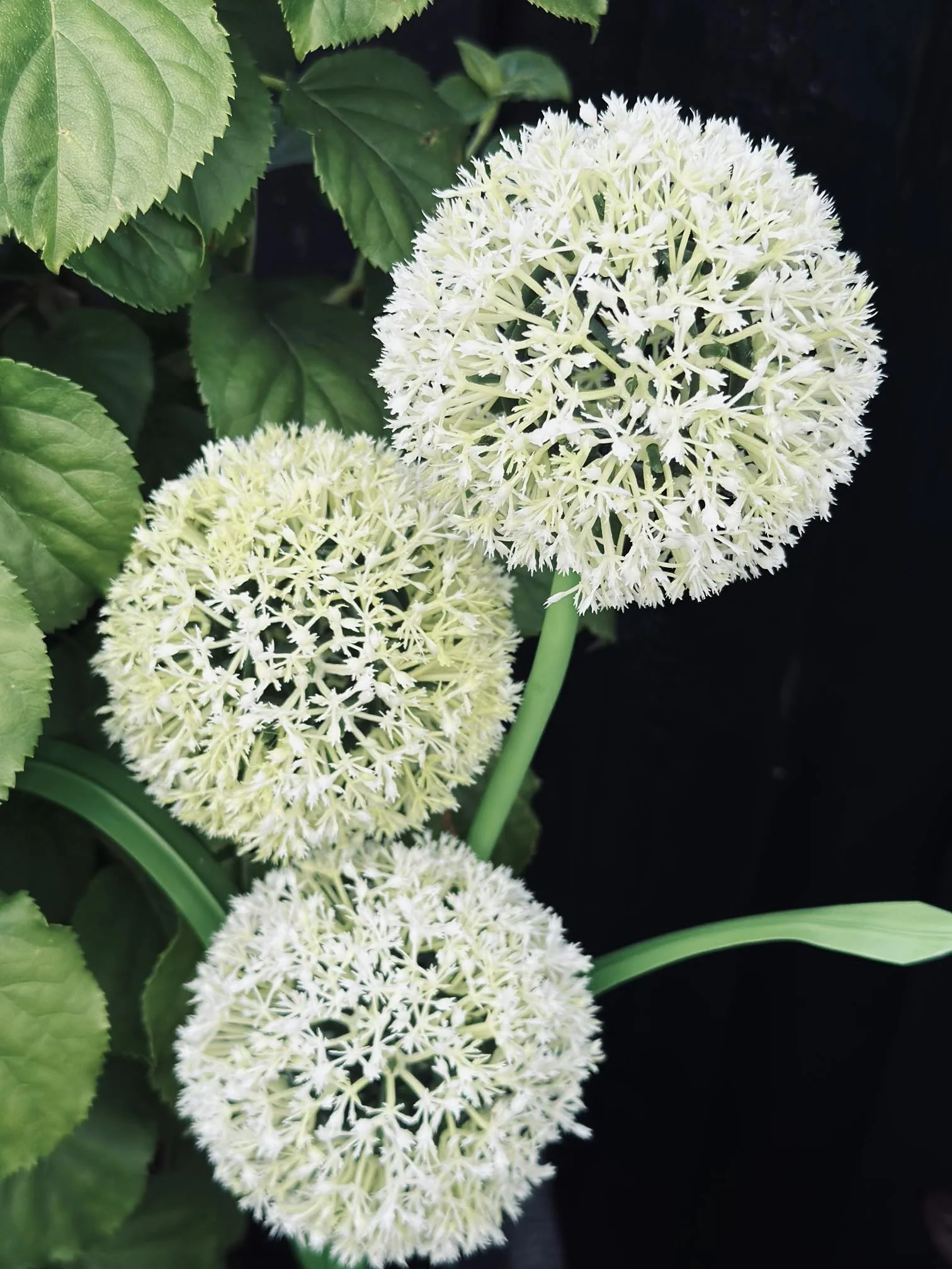 SolarBloom - Magical light for your garden - Image 6